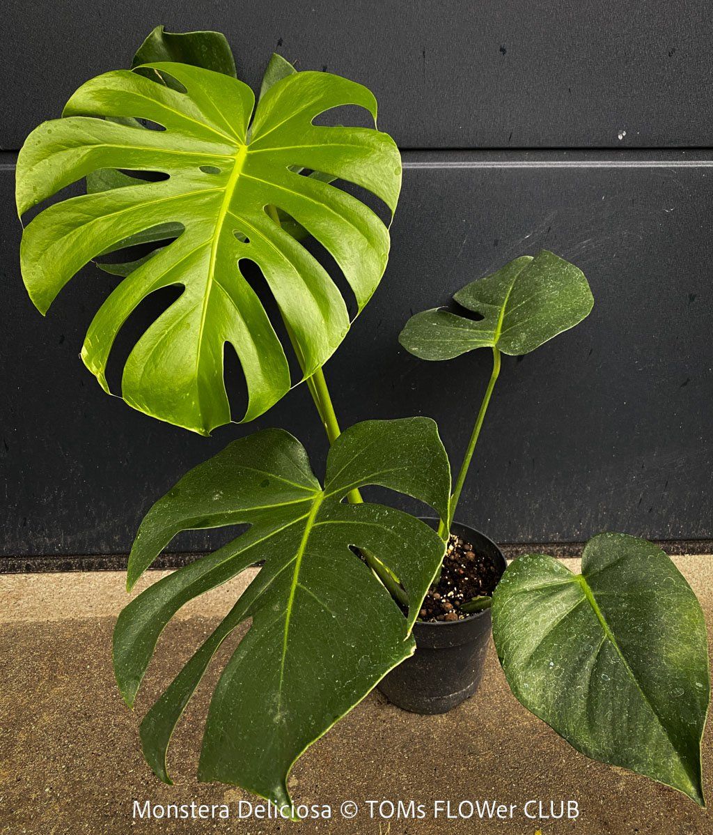 Piante & sementi: Monstera Deliciosa - echte, gross-blättrige Grundform – Nuovo e nell'imballaggio originale da Adliswil venduto da astom369 5