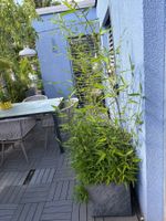 Grosser Bambus mit Steinkübel für Balkon/Terrasse 🌳🌞