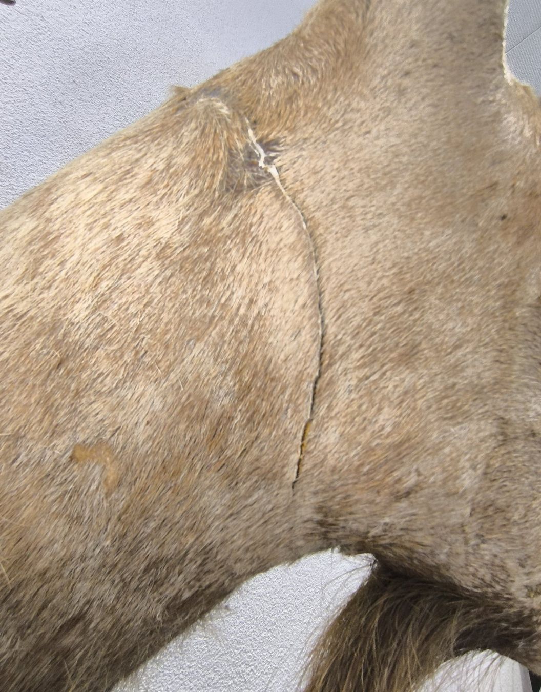 Il mondo degli animali: Steinbock Trophäe – Usato da Rüti ZH venduto da Restwert_Rueti_ZH 7