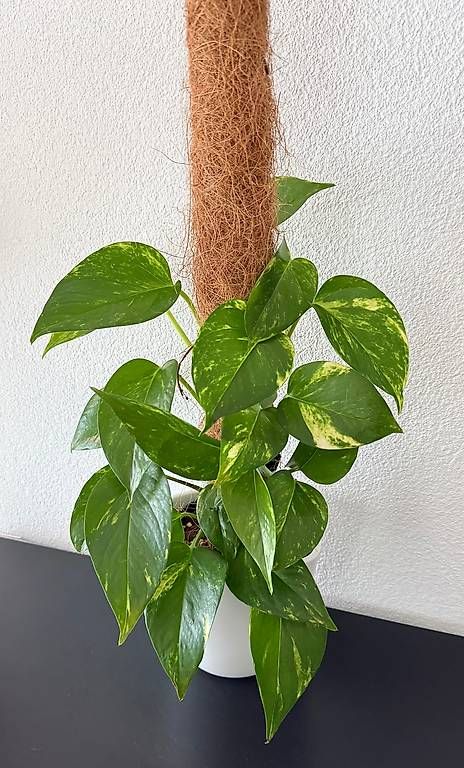 Pflanzen & Samen: Variegierte Efeutute, weisser Topf, 75cm – Gebraucht aus Aadorf von Arkabraa