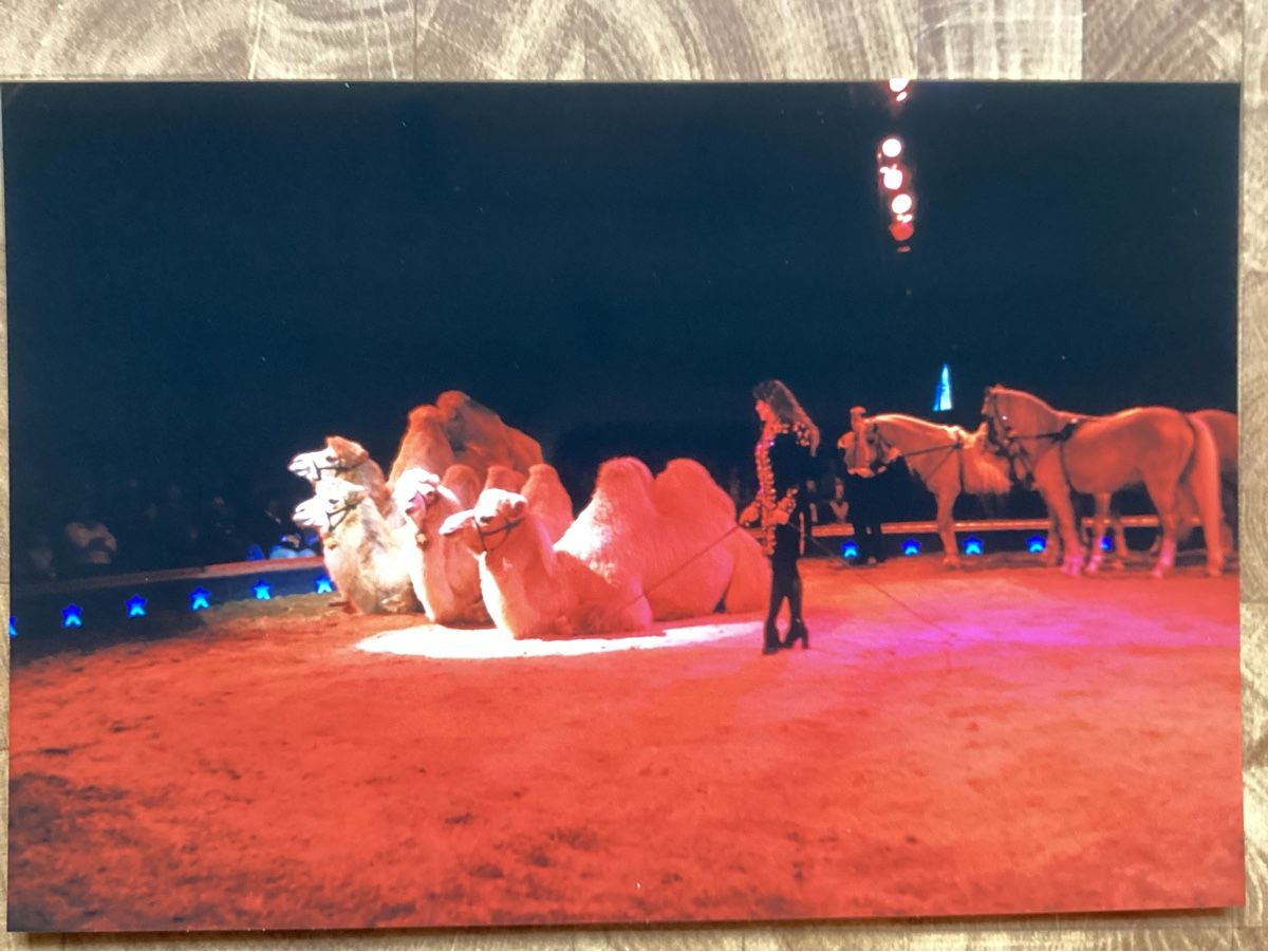 Foto & Immagini: Circus Knie Foto 1999 – Usato da Reichenbach i. K. venduto da astra2010
