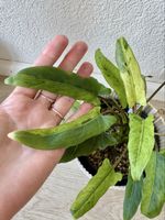 🌿 Alocasia lauterbachiana – Baby Plant 🌿