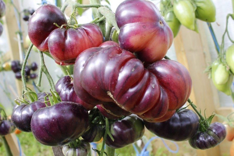 Piante & sementi: 50 Samen Amethyst Jewel Tomate – Nuovo (secondo la descrizione) da Ehrendingen venduto da VerveinaSamen 2