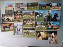 Pferde Postkarten Sammlung, 19 Stk. Top Zustand!