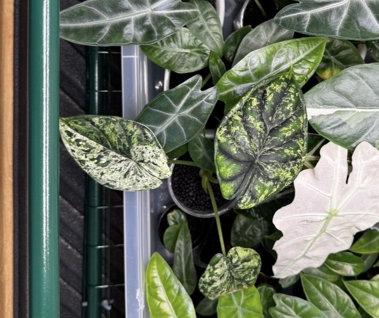 Pflanzen & Samen: 🌱 Alocasia dragon scale mint – Gebraucht aus Niederbuchsiten von GreenGems