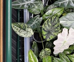 🌱 Alocasia dragon scale mint
