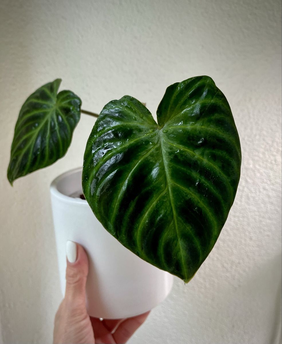 Piante & sementi: Philodendron Verrucosum – Nuovo (secondo la descrizione) da Watt venduto da anics.plants
