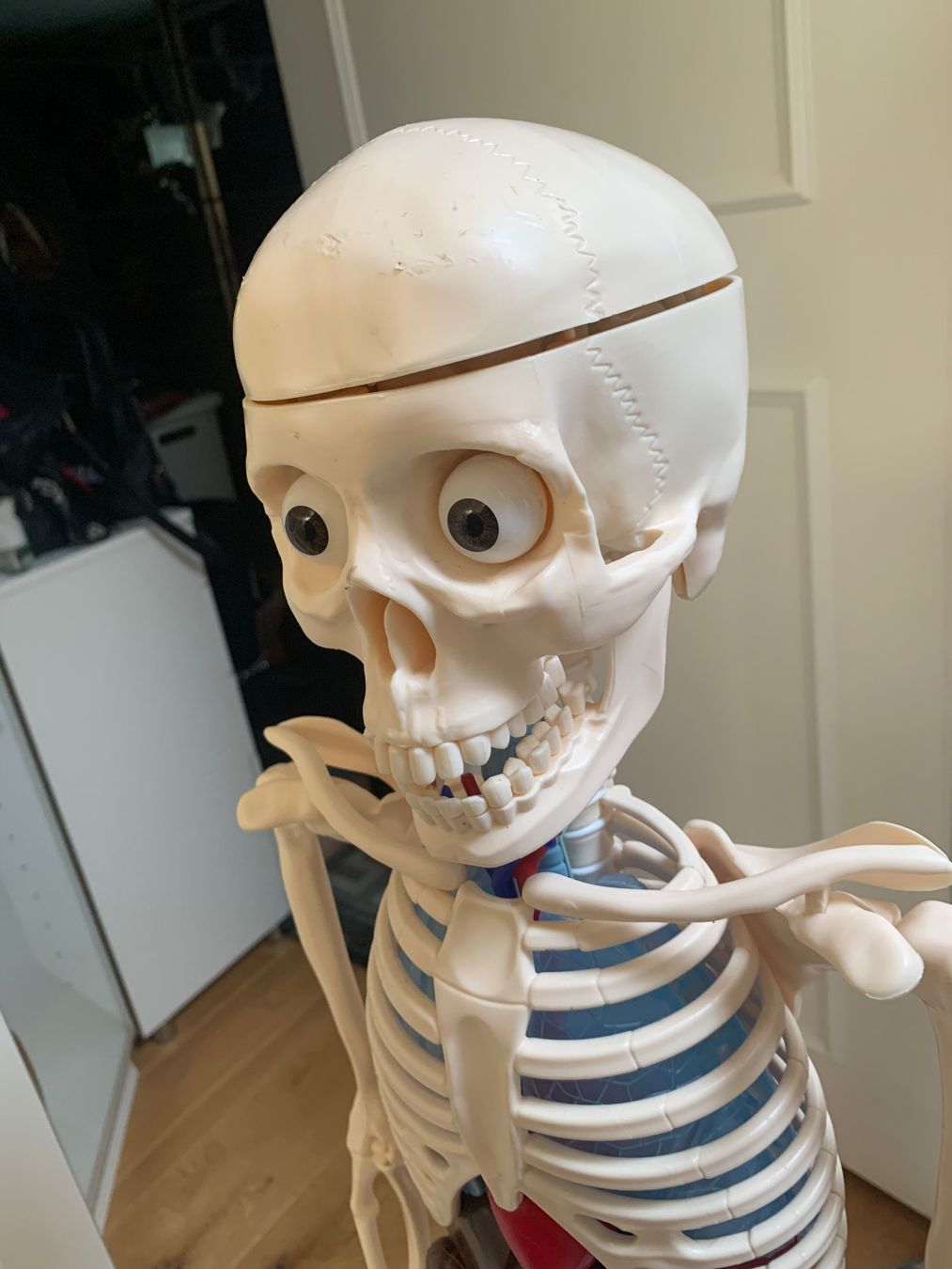 Kit di modellismo & Modellini statici: Älteres detailliertes Anatomie Lehrmodell – Usato da Rothrist venduto da Oddymanliane 6