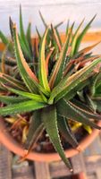 Haworthia radula variegata; Bunt🌈