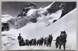 Polarhunde auf dem Jungfraujoch 3454 m