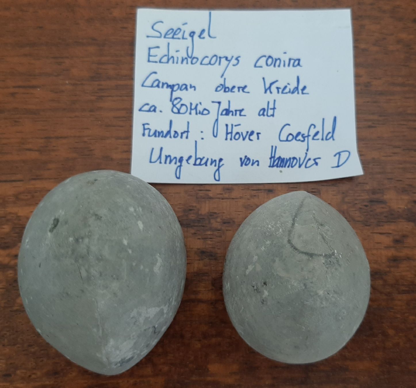 Fossilien: Seeigel Fossil 2 Stück Deutschland – Gebraucht aus Rickenbach BL von Oktober68 5