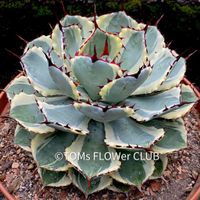 Agave Potatorum Kichiokan Variegata Ø 20cm