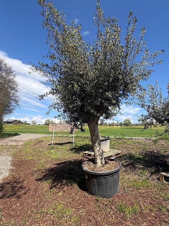 Pflanzen & Samen: Olivenbaum "Olea Europea 8 – Neu und originalverpackt aus Zuckenriet von Thur_Plant 4