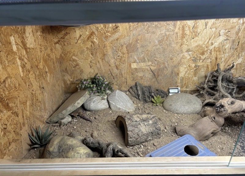 Terrariums: Komplett eingerichtetes Terrarium  – D'occasion à Burgdorf par bi_kri98 3