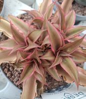Cryptanthus Pink Starlight – seltene Pflanze 10–20cm im Topf