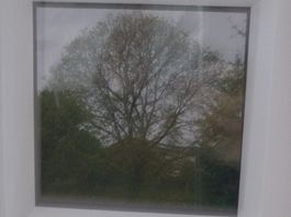 Keltischer Baumkalender, 23 Baumfotos in Kassettenrahmen