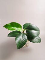 Gummibaum / Ficus elastica Steckling #1