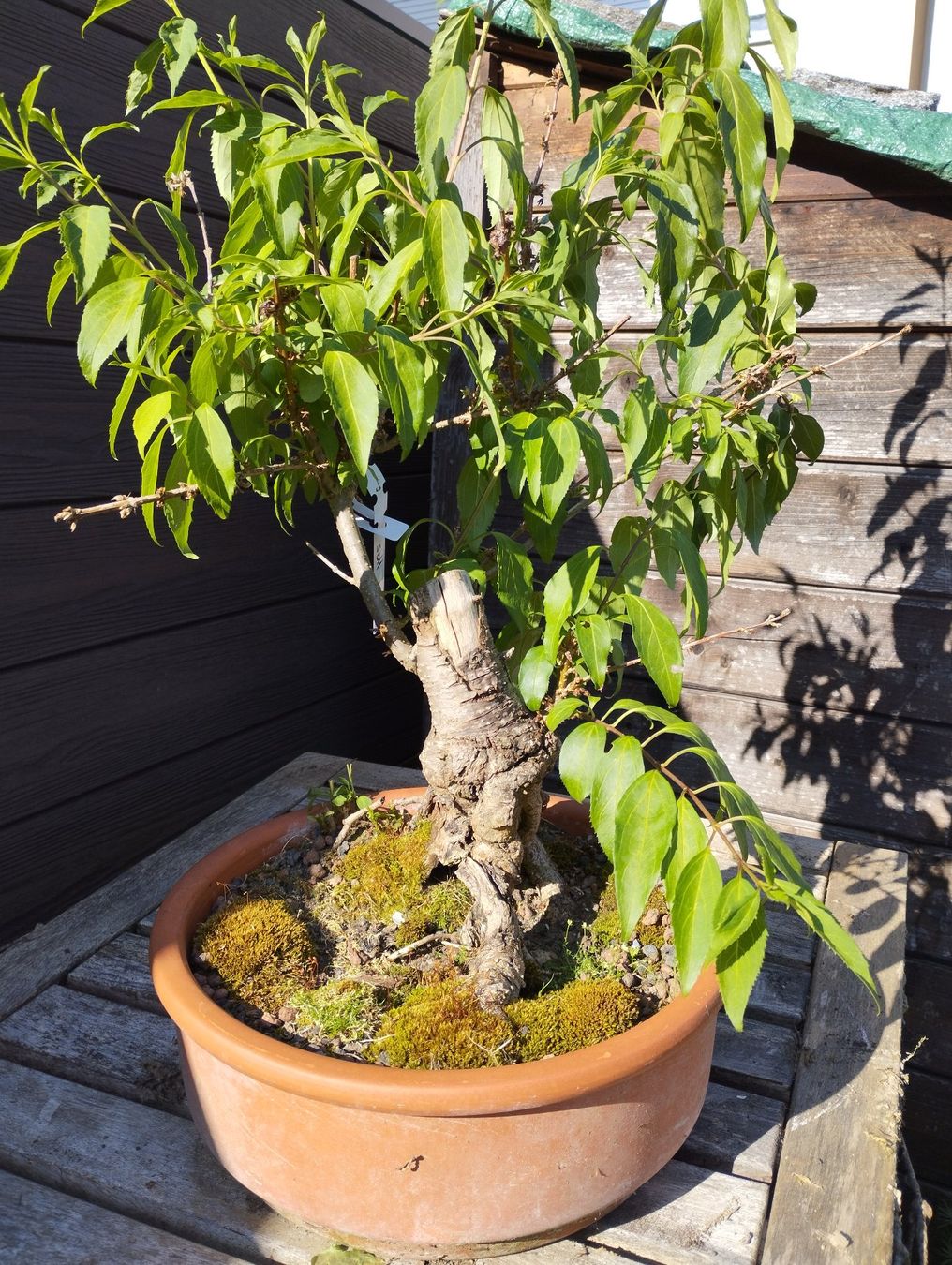 Piante & sementi: Bonsai Rohling Forsythie #2 – Usato da Oberwil BL venduto da suaku 5