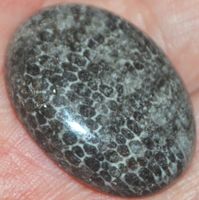 Cabochon L-1826 – Schwarze Fossil Koralle 27x20mm