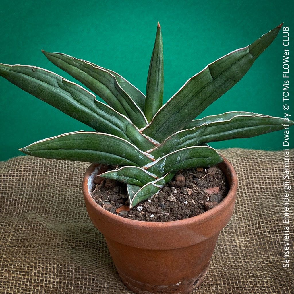 Piante & sementi: Sansevieria Ehrenbergii Samurai Dwarf - absolut robust – Nuovo e nell'imballaggio originale da Adliswil venduto da TAKEYOURPLANT