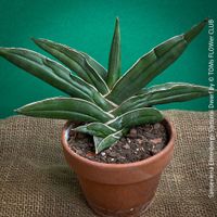 Sansevieria Ehrenbergii Samurai Dwarf - absolut robust