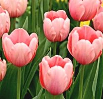 15 zwiebeln Tulpe SALMON IMPRESSION ⚘️ 15 bulbes Tulipe SAL