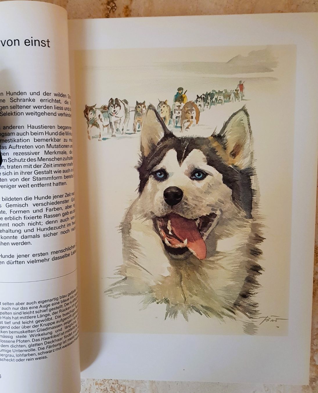 Bücher: Silva Verlag "Unsere Hunde" neuwertig – Neu (gemäss Beschreibung) aus Winterthur von Joschko 3