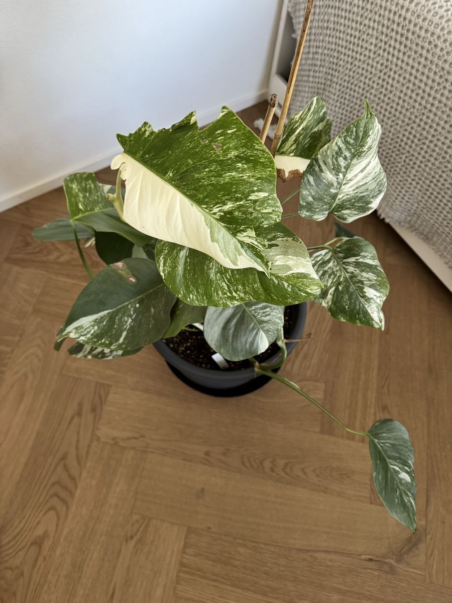 Piante & sementi: Monstera deliciosa variegata – Usato da Dietwil venduto da Steinetritt 1