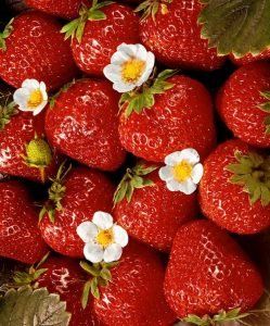 Piante & sementi: Fraisier 4 saisons ( production continue )  50g – Nuovo (secondo la descrizione) da Bremblens venduto da FIBONACCI369