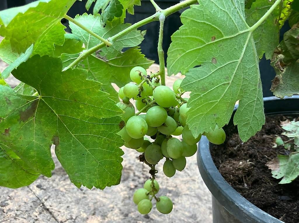 Piante & sementi: Weinreben – Nuovo e nell'imballaggio originale da Zuckenriet venduto da Thur_Plant 4