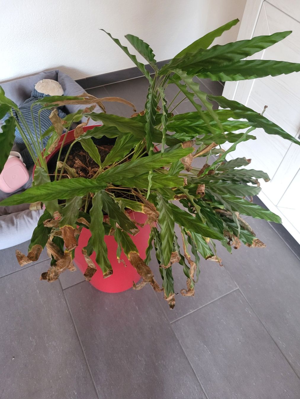 Pflanzen & Samen: Pflanze – Gebraucht aus Laupersdorf von MelRo 2