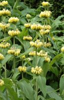 Brandkraut, Phlomis russeliana ca.20 Samen
