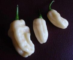 Piment Blanc "White Habanero "
