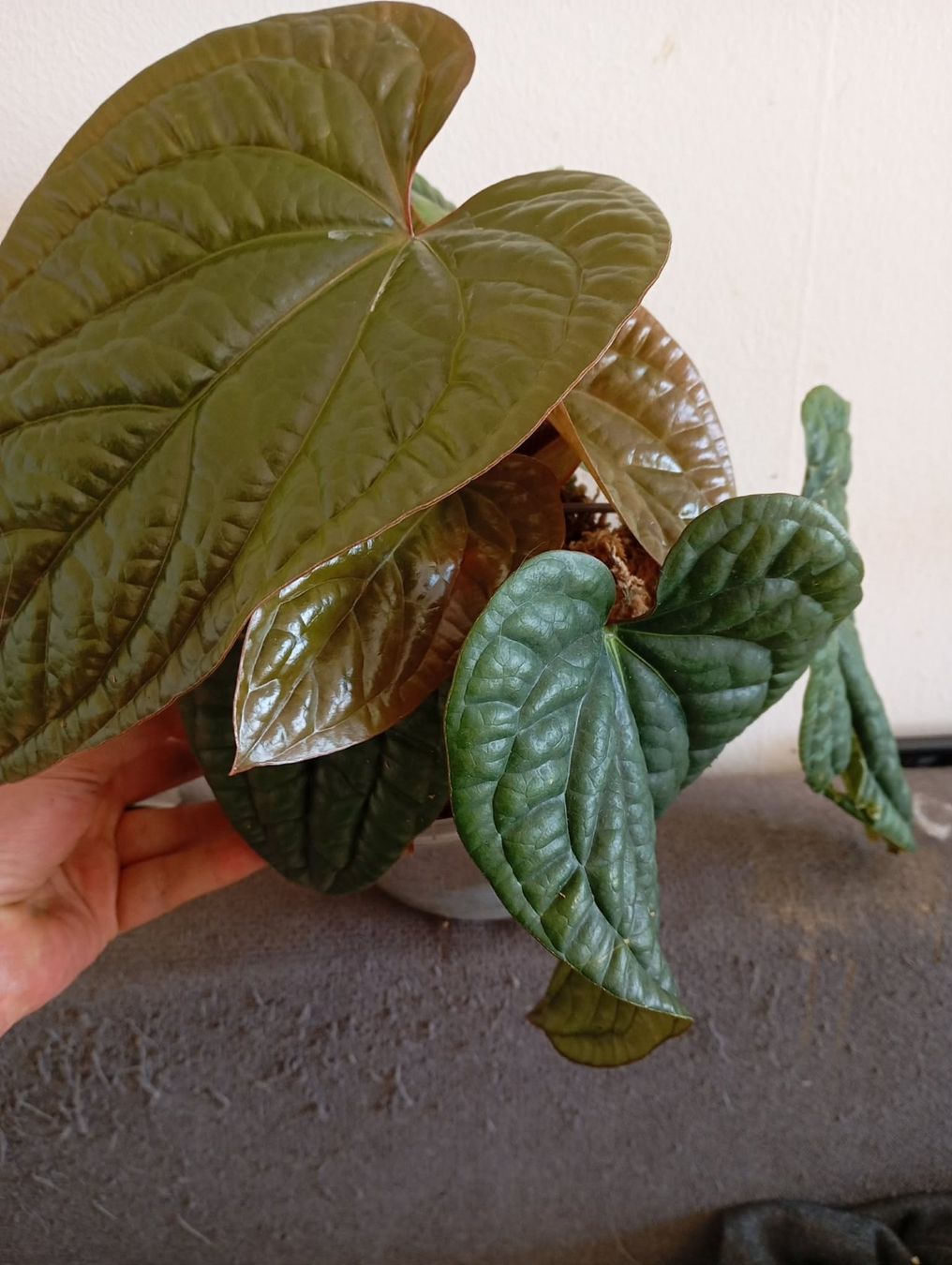Piante & sementi: anthurium radicans x luxurians – Nuovo e nell'imballaggio originale da Mönchaltorf venduto da engel3333