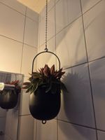 Blumenampel metall schwarz mit Pflanze!