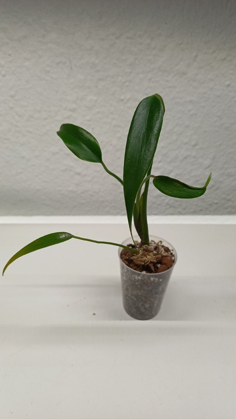 Plantes & graines: Monstera – D'occasion à Bern par uwi_8t7x