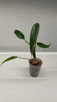 Monstera