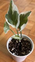Pothos N'Joy