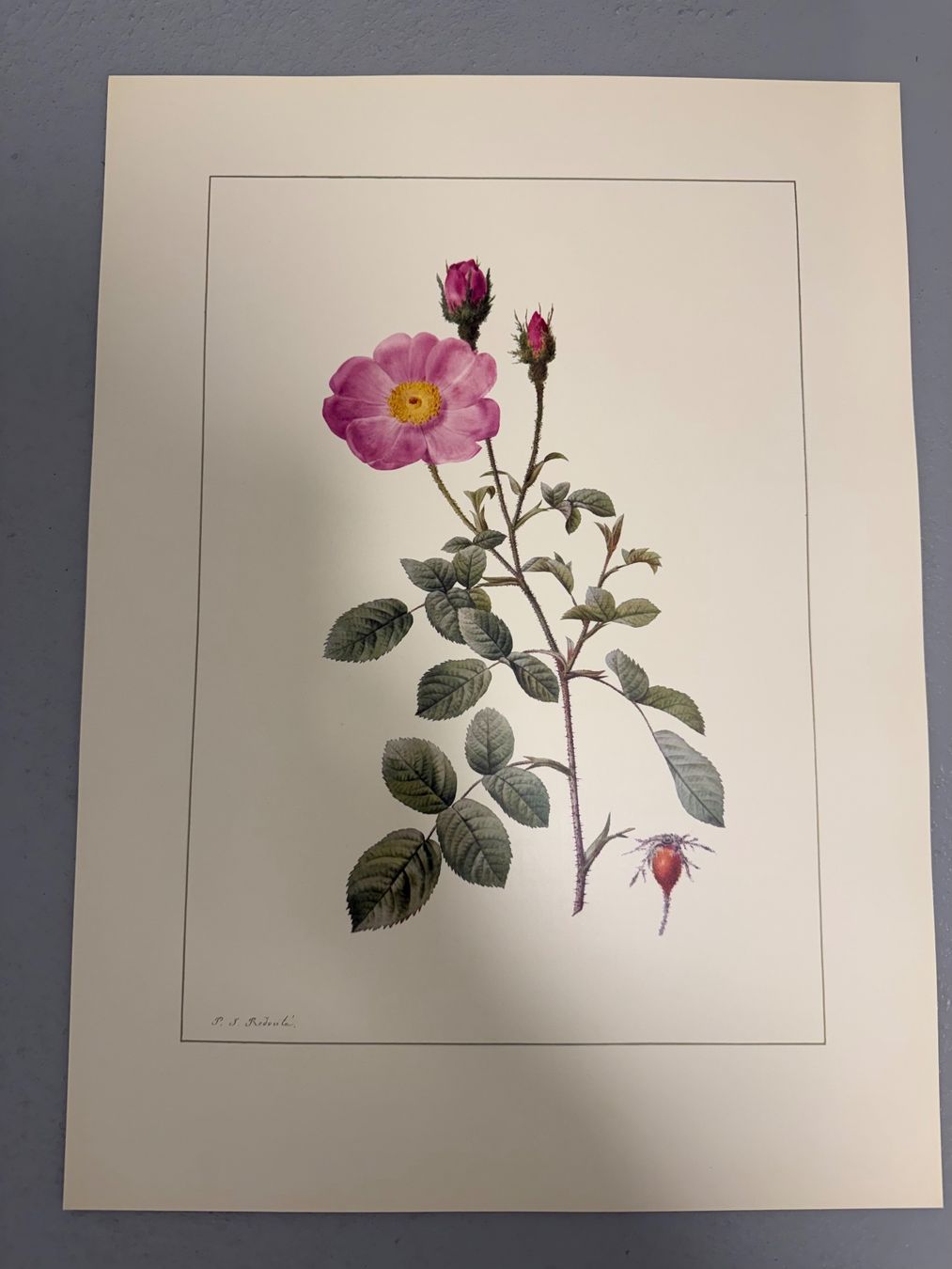 Grafica & Litografie: Pierre Joseph Redouté – Usato da Dielsdorf venduto da BGiezendanner 7
