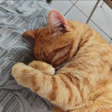 Profile image of Caramel_2018