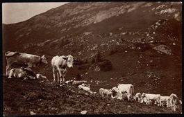 1922_AK Kühe auf der Pâturage de la Dôle (Arzier VD)