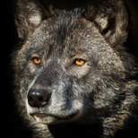 Profile image of grauwolf