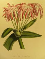 CRINUM CRUENTUM, LITHOGRAPHIE UM 1880