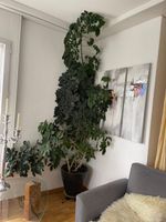 Grosse Zimmerpflanze (wohl Schefflera / Strahlenaralie)