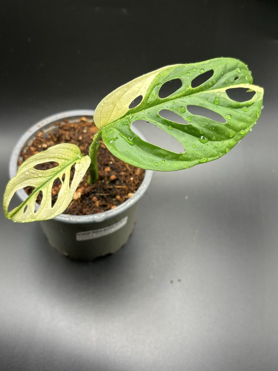 Piante & sementi: Monstera Adansonii Albo Variegata (4-4) – Nuovo e nell'imballaggio originale da Basel venduto da Pink_White