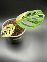 Monstera Adansonii Albo Variegata (4-4)