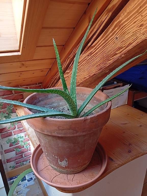 Piante & sementi: Bio Aloe Vera – Nuovo (secondo la descrizione) da Prez-vers-Noréaz venduto da ben_gjn8 2