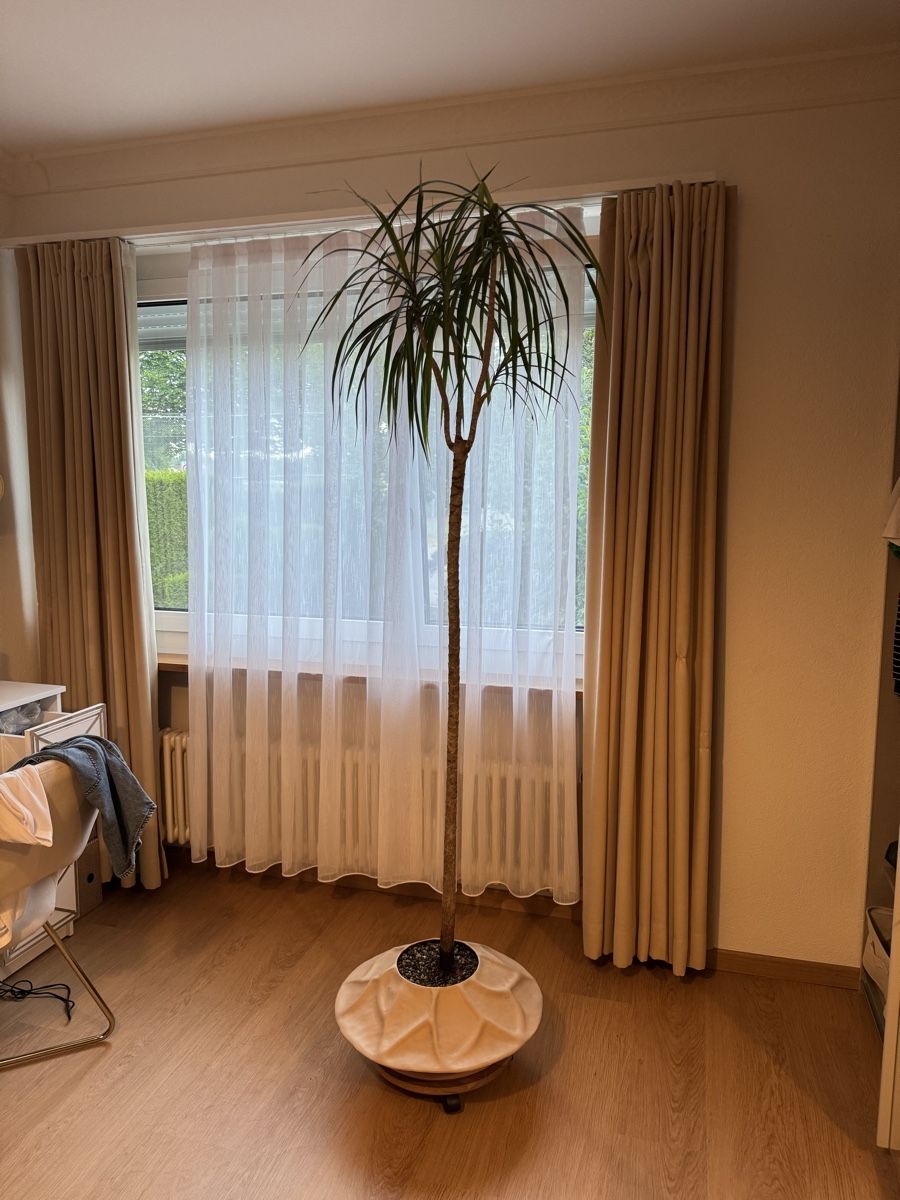 Piante & sementi: Einfache Palme/Drachenbaum 1,90m – Usato da Rümlang venduto da Gruseh.ch 6