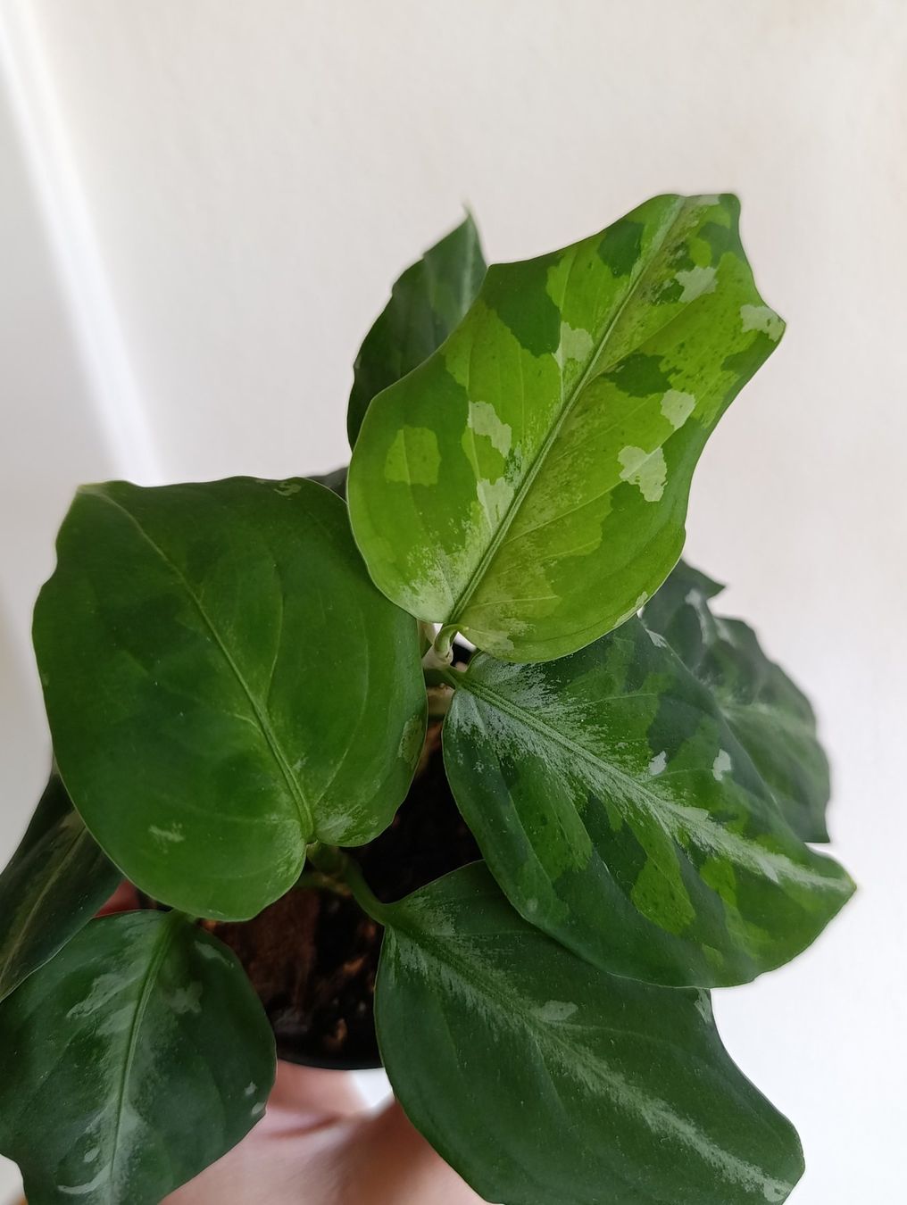 Pflanzen & Samen: Aglaonema pictum tricolor – Gebraucht aus Baar von L.isa28 4