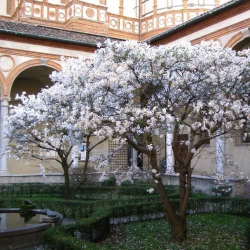 Piante & sementi: Magnolia étoilé   20cm – Nuovo (secondo la descrizione) da Bremblens venduto da FIBONACCI369 3